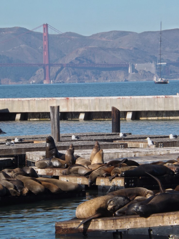 Basking sea lions on pier39